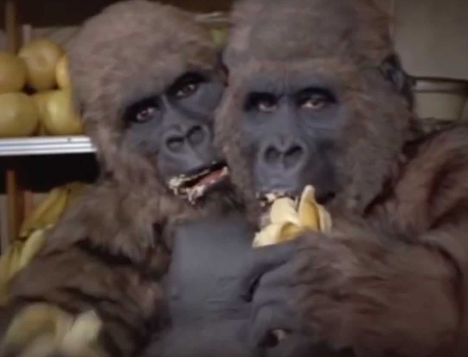Gorillas, Motocross, and “The Thing with Two Heads” (1972) – Blaxploitation Horror #2
